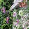 Fotografia 22 da espécie Nigella damascena do Jardim Botânico UTAD