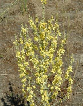 Fotografia 7 da espécie Verbascum pulverulentum no Jardim Botânico UTAD
