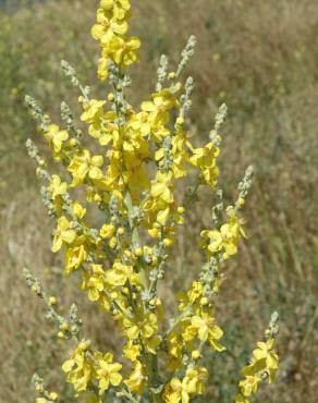 Fotografia 8 da espécie Verbascum pulverulentum no Jardim Botânico UTAD
