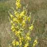 Fotografia 8 da espécie Verbascum pulverulentum do Jardim Botânico UTAD