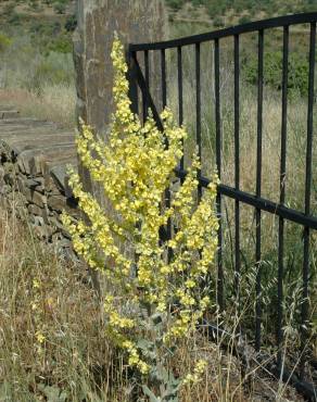 Fotografia 9 da espécie Verbascum pulverulentum no Jardim Botânico UTAD
