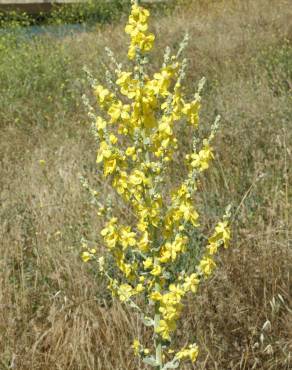 Fotografia 10 da espécie Verbascum pulverulentum no Jardim Botânico UTAD