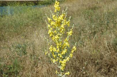 Fotografia da espécie Verbascum pulverulentum