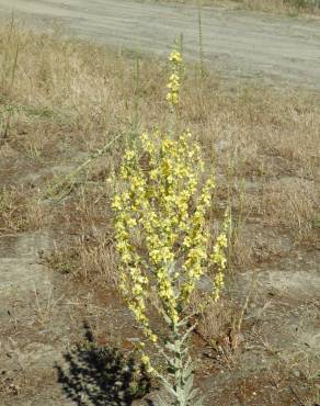 Fotografia 11 da espécie Verbascum pulverulentum no Jardim Botânico UTAD