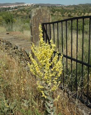 Fotografia 12 da espécie Verbascum pulverulentum no Jardim Botânico UTAD