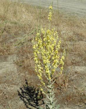 Fotografia 13 da espécie Verbascum pulverulentum no Jardim Botânico UTAD