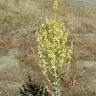Fotografia 13 da espécie Verbascum pulverulentum do Jardim Botânico UTAD