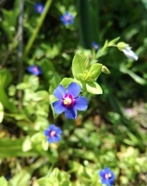 Fotografia 16 da espécie Anagallis arvensis subesp. arvensis no Jardim Botânico UTAD