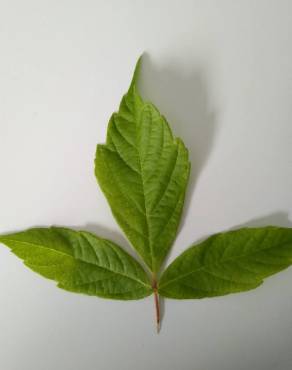 Fotografia 14 da espécie Acer negundo no Jardim Botânico UTAD