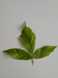 Fotografia da espécie Acer negundo