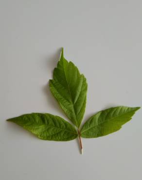 Fotografia 15 da espécie Acer negundo no Jardim Botânico UTAD