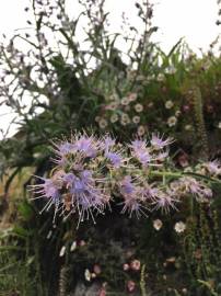 Fotografia da espécie Echium lusitanicum subesp. lusitanicum