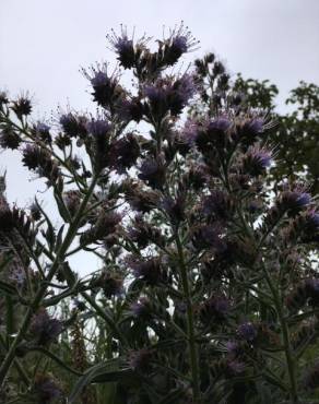 Fotografia 10 da espécie Echium lusitanicum subesp. lusitanicum no Jardim Botânico UTAD