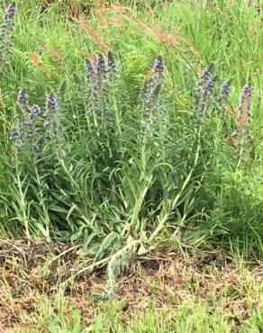 Fotografia 11 da espécie Echium lusitanicum subesp. lusitanicum no Jardim Botânico UTAD