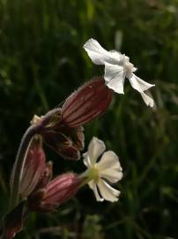 Fotografia da espécie Silene latifolia