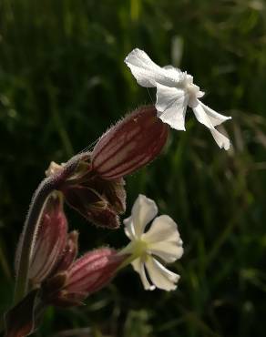 Fotografia 15 da espécie Silene latifolia no Jardim Botânico UTAD