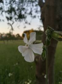 Fotografia da espécie Silene latifolia