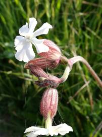 Fotografia da espécie Silene latifolia