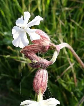 Fotografia 17 da espécie Silene latifolia no Jardim Botânico UTAD