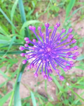 Fotografia 11 da espécie Muscari comosum no Jardim Botânico UTAD