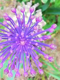 Fotografia da espécie Muscari comosum