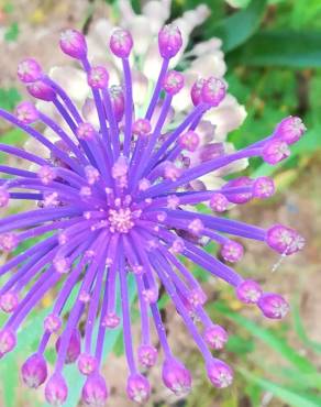 Fotografia 12 da espécie Muscari comosum no Jardim Botânico UTAD