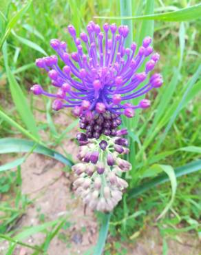 Fotografia 13 da espécie Muscari comosum no Jardim Botânico UTAD