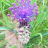 Fotografia 13 da espécie Muscari comosum do Jardim Botânico UTAD