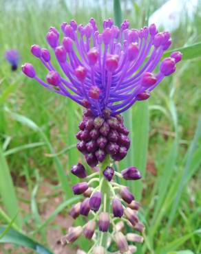 Fotografia 14 da espécie Muscari comosum no Jardim Botânico UTAD