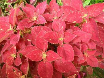 Fotografia da espécie Solenostemon scutellarioides