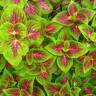Fotografia 16 da espécie Solenostemon scutellarioides do Jardim Botânico UTAD