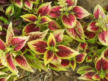 Fotografia da espécie Solenostemon scutellarioides