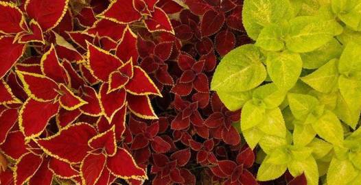 Fotografia da espécie Solenostemon scutellarioides