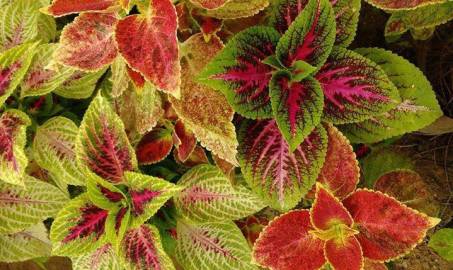 Fotografia da espécie Solenostemon scutellarioides
