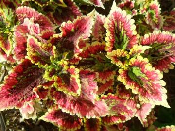 Fotografia da espécie Solenostemon scutellarioides