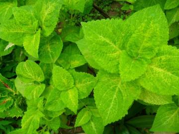 Fotografia da espécie Solenostemon scutellarioides