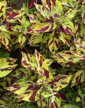 Fotografia 30 da espécie Solenostemon scutellarioides no Jardim Botânico UTAD