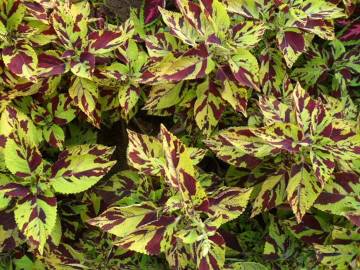 Fotografia da espécie Solenostemon scutellarioides