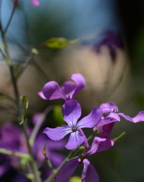 Fotografia 7 da espécie Lunaria annua subesp. annua no Jardim Botânico UTAD