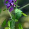 Fotografia 8 da espécie Lunaria annua subesp. annua do Jardim Botânico UTAD