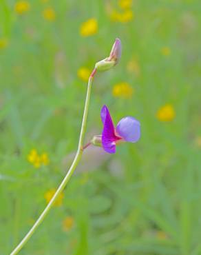 Fotografia 11 da espécie Lathyrus clymenum no Jardim Botânico UTAD