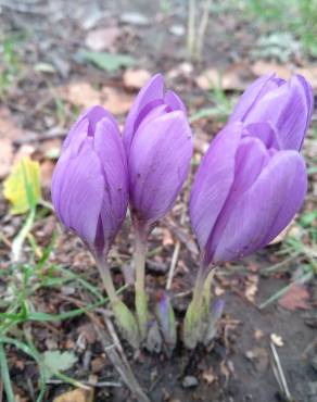 Fotografia 31 da espécie Crocus serotinus subesp. serotinus no Jardim Botânico UTAD