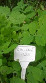 Fotografia da espécie Chelidonium majus