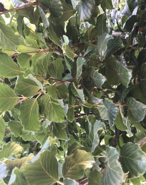 Fotografia 11 da espécie Fagus sylvatica no Jardim Botânico UTAD