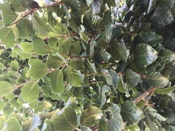 Fotografia da espécie Fagus sylvatica