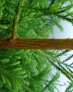 Fotografia 17 da espécie Cryptomeria japonica no Jardim Botânico UTAD