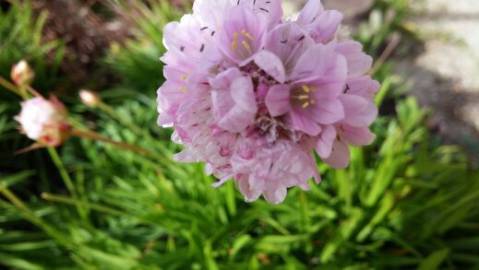 Fotografia da espécie Armeria welwitschii