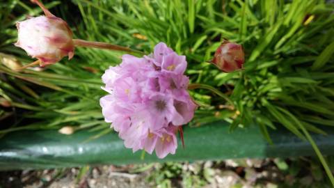 Fotografia da espécie Armeria welwitschii