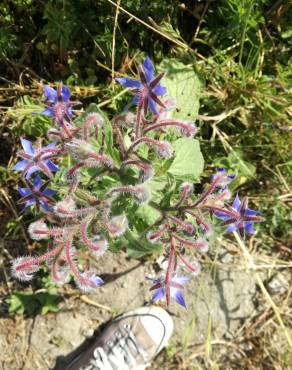 Fotografia 16 da espécie Borago officinalis no Jardim Botânico UTAD