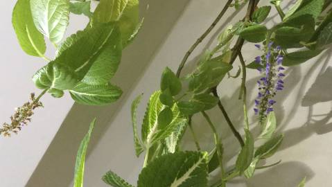 Fotografia da espécie Solenostemon scutellarioides
